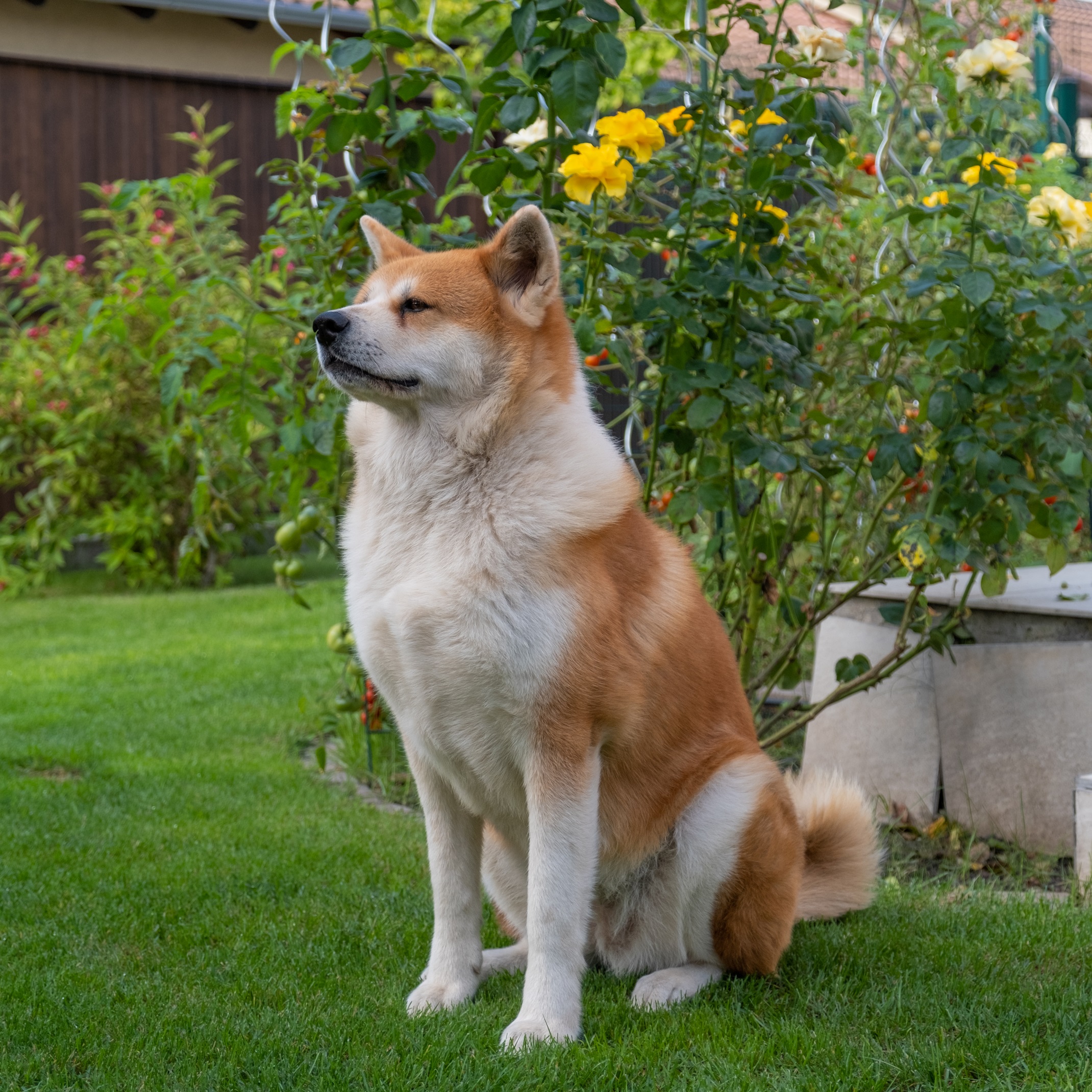 Akita Inu kép