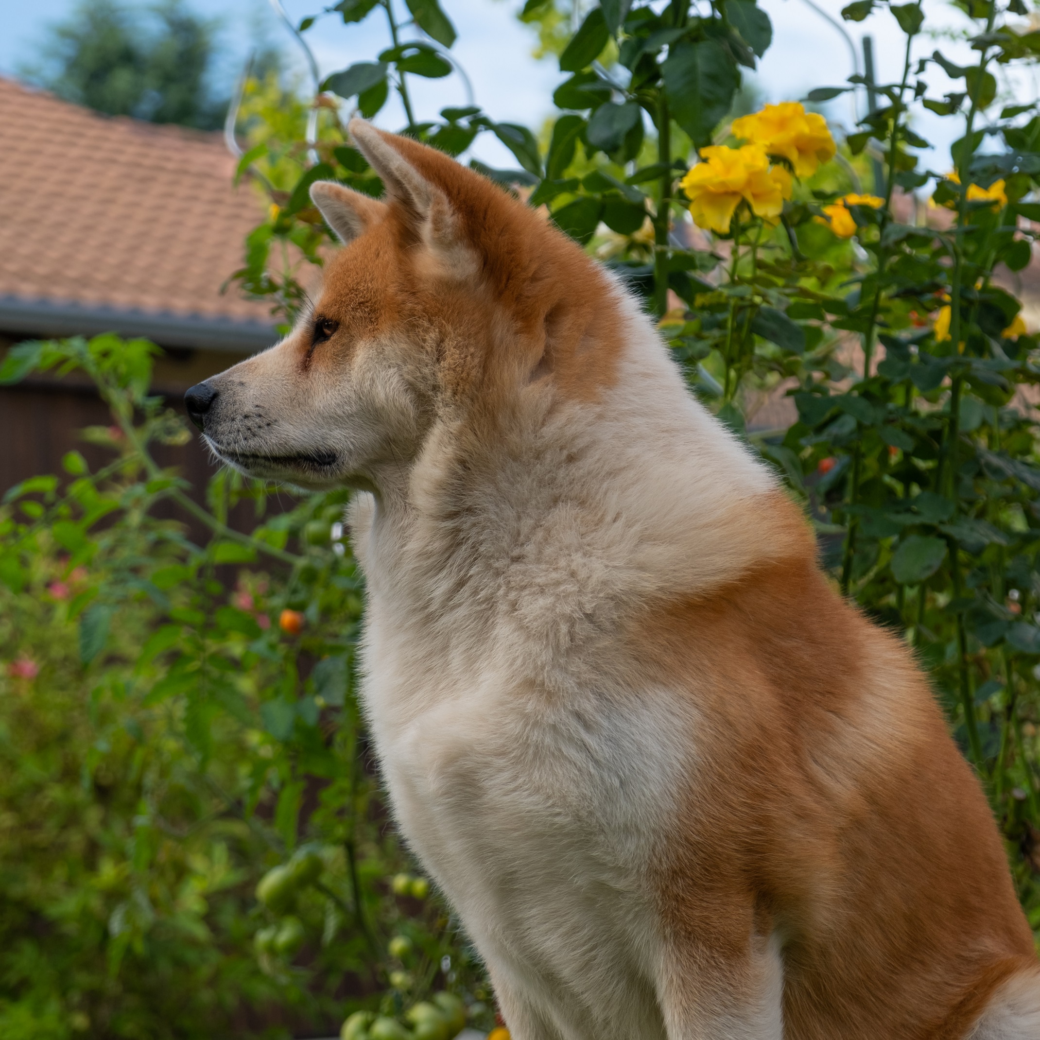 Akita Inu kép