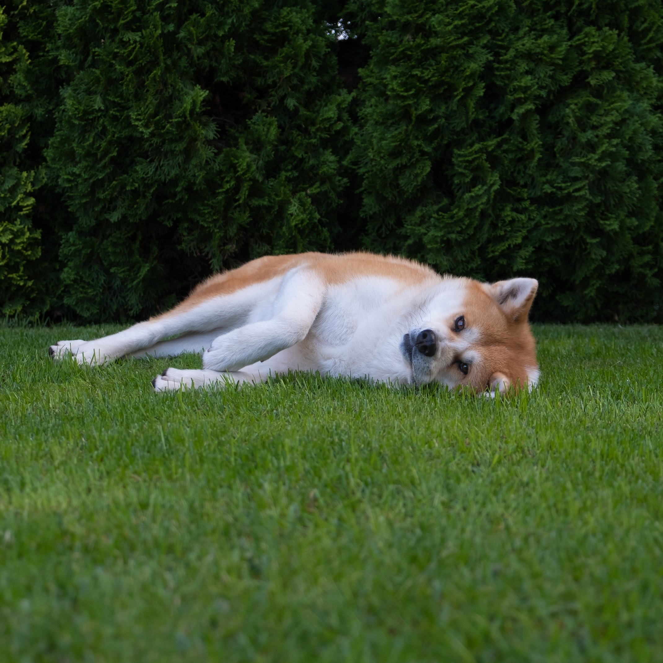 Akita Inu kép