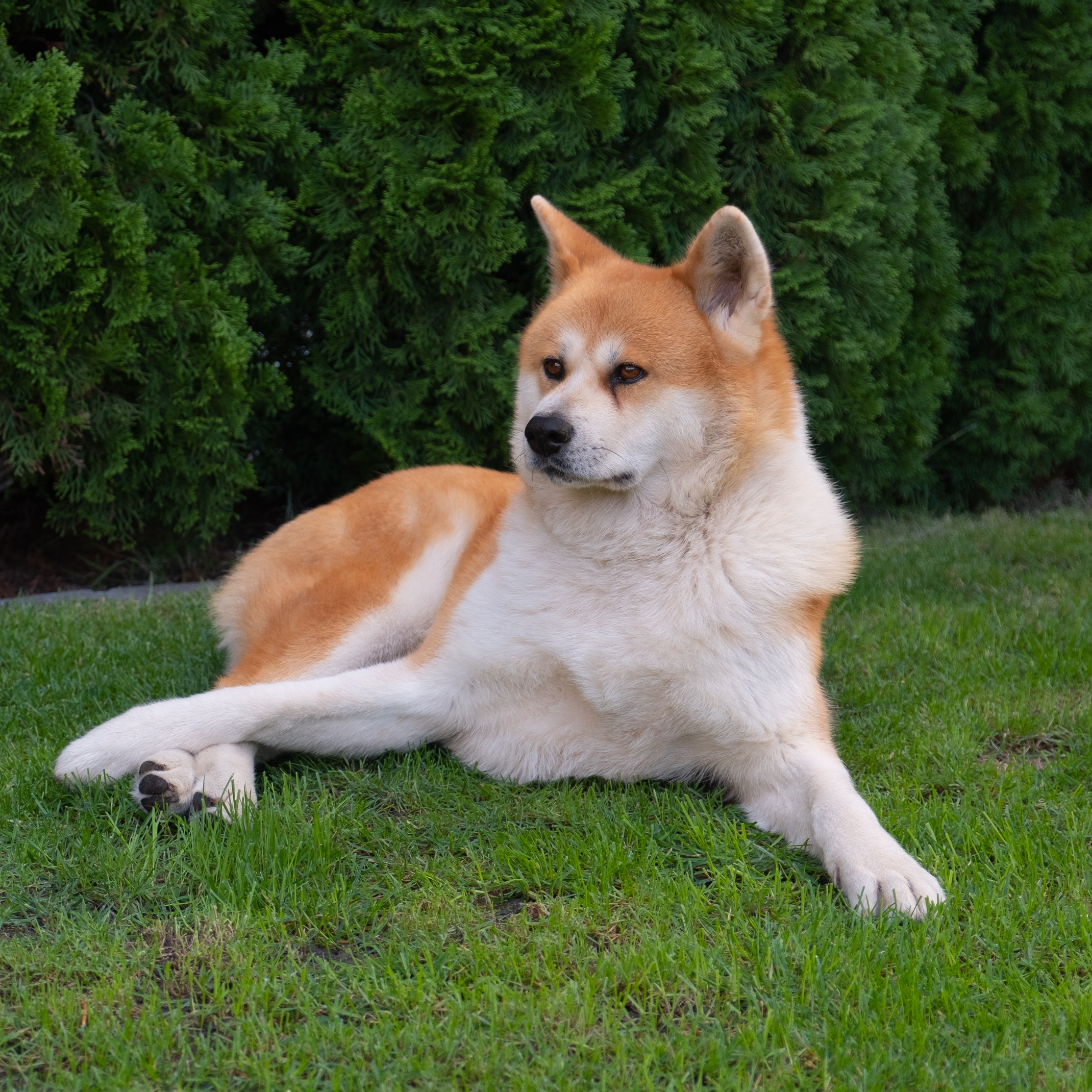 Akita Inu kép