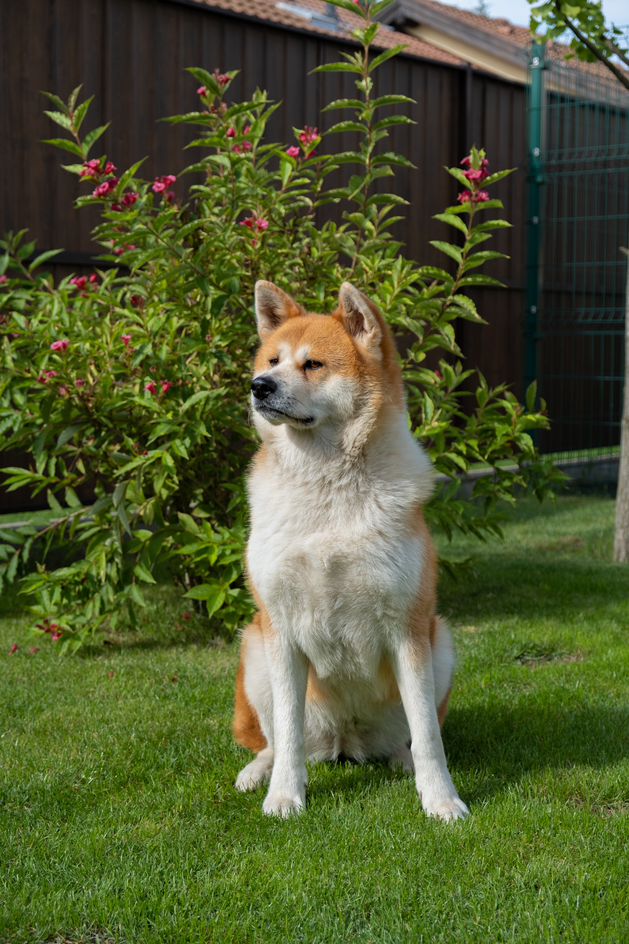 Akita Inu kép